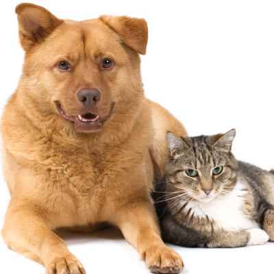 Cat and Dog Welcoming You!