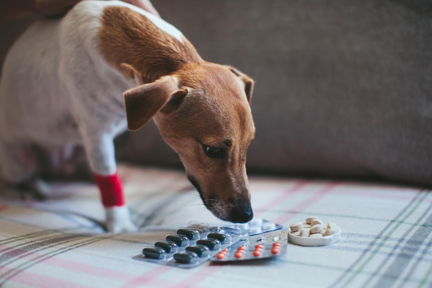 Prescription Refills - Dog Sniffing Medications